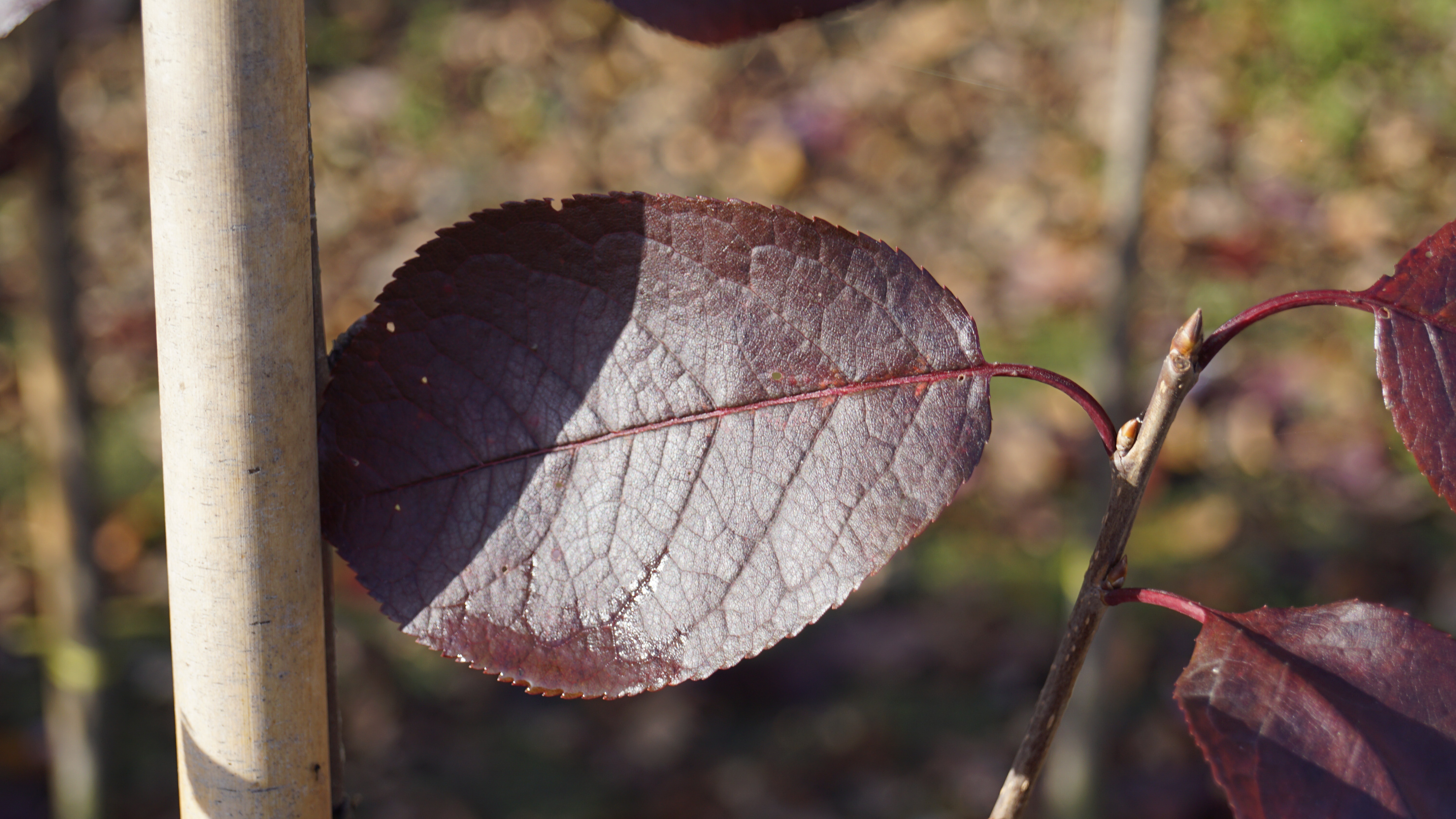 Prunus virginiana 'Shubert' (5)